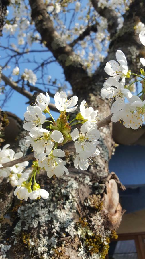 Maison Castellane Chambre D'Hotes B&B Eksteriør billede